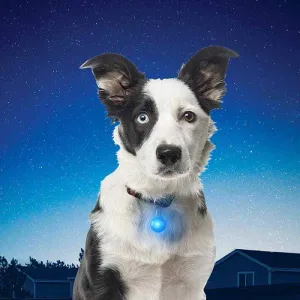 Nite Ize Spotlit Collar Light for Dogs